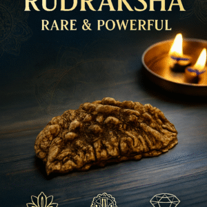 1 Mukhi Siddh Rudraksha - Ek Mukhi