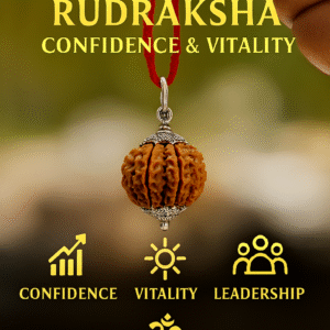 12 Mukhi Siddh Rudraksha - Baarah Mukhi